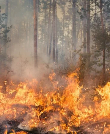 2025te-6-bin-800-yangin-cikti-80-bin-hektar-alan-yandi