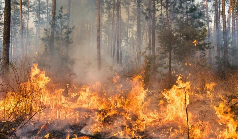 2025’te 6 bin 800 yangın çıktı: 80 bin hektar alan yandı