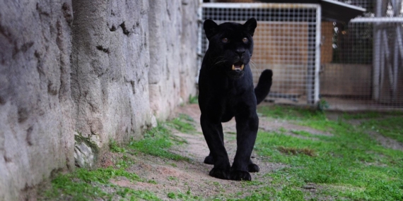 Jüliet ve Yumuk da artık İzmirli oldu