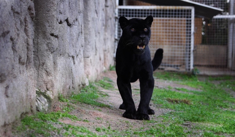 Jüliet ve Yumuk da artık İzmirli oldu