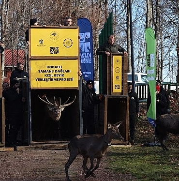 8-kizil-geyik-daha-kuzuyaylada-dogaya-salindi