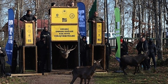 8 kızıl geyik daha Kuzuyayla’da doğaya salındı