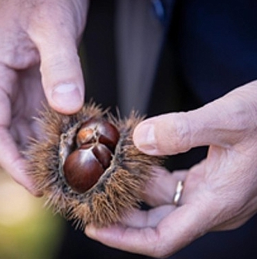 baskan-tugay-beydagda-kestane-ureticileri-ile-bir-araya-geldi