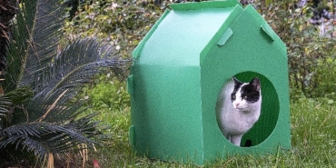 baskan-tugay-soz-verdi-kediler-sicak-yuvalarina-kavustu