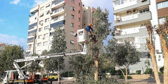 Buca’da budama seferberliği