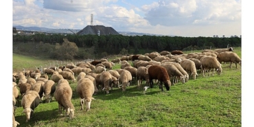 damizlik-koc-destegi-kuzulama-oranlarinda-artis-sagladi
