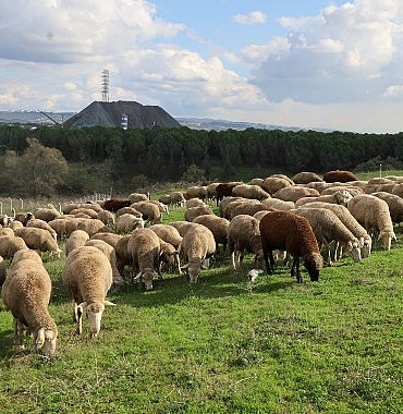 damizlik-koc-destegi-kuzulama-oranlarinda-artis-sagladi